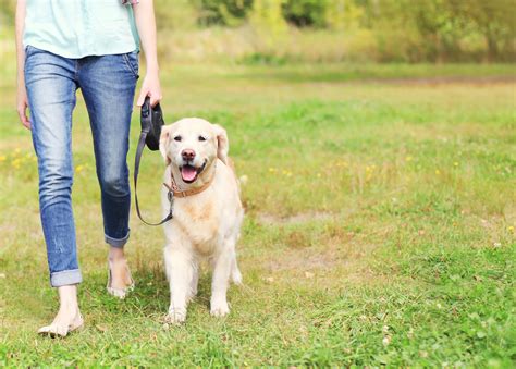 dog walkers sitters near me.